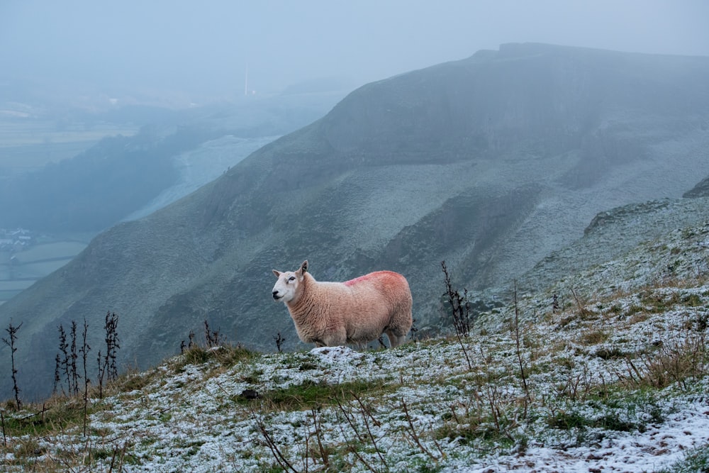 Una pecora in piedi sulla cima di una collina coperta di neve