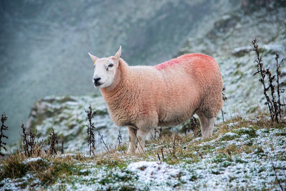 Ein Schaf steht auf einem schneebedeckten Hügel