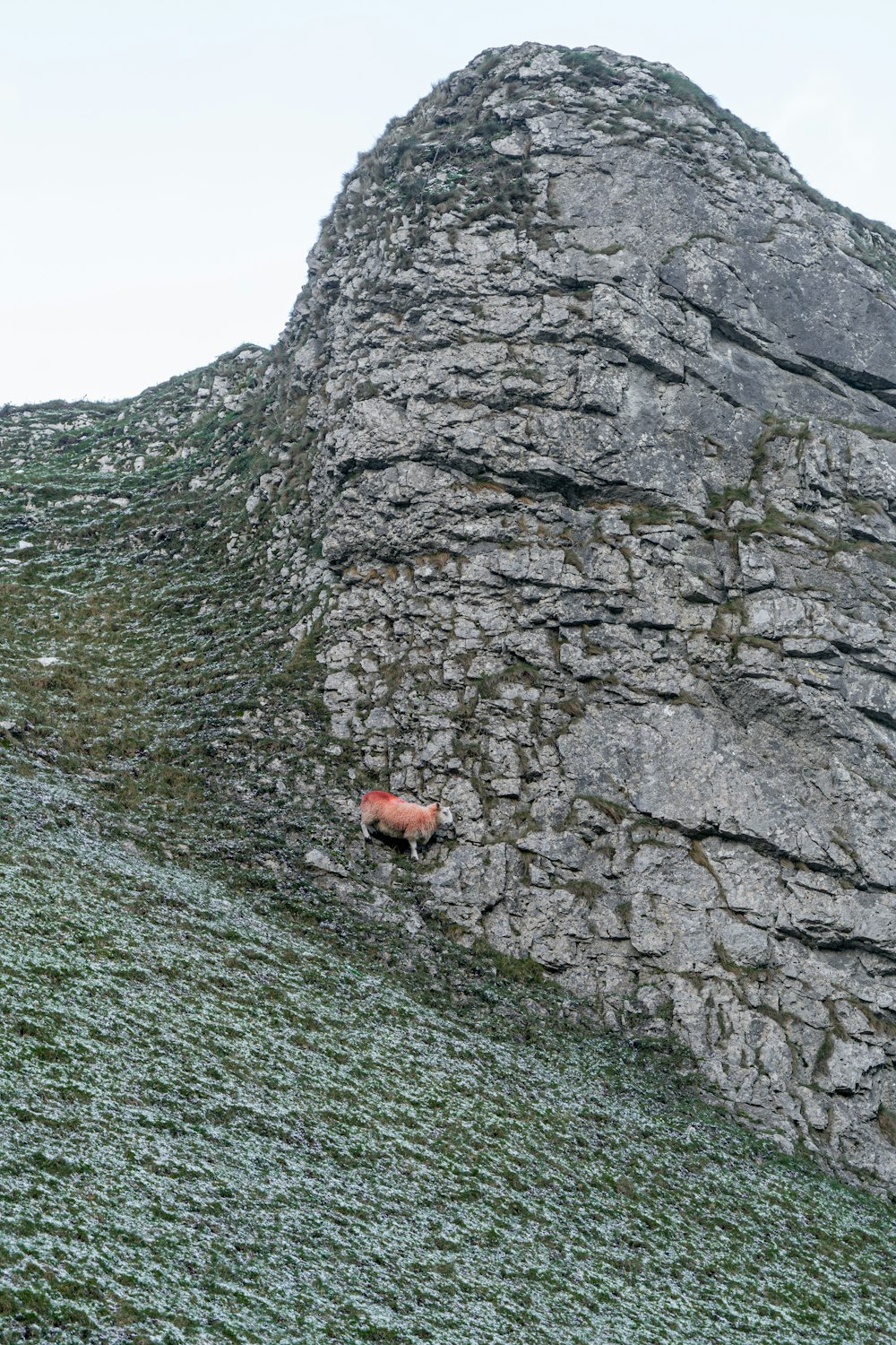 a cow standing on the side of a rocky hill
