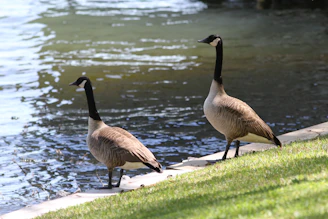 A pair of Canada geese resting near the edge of a lily-covered pond under soft sunlight.
