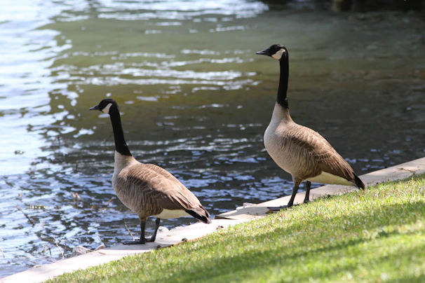 A pair of Canada geese resting near the edge of a lily-covered pond under soft sunlight.