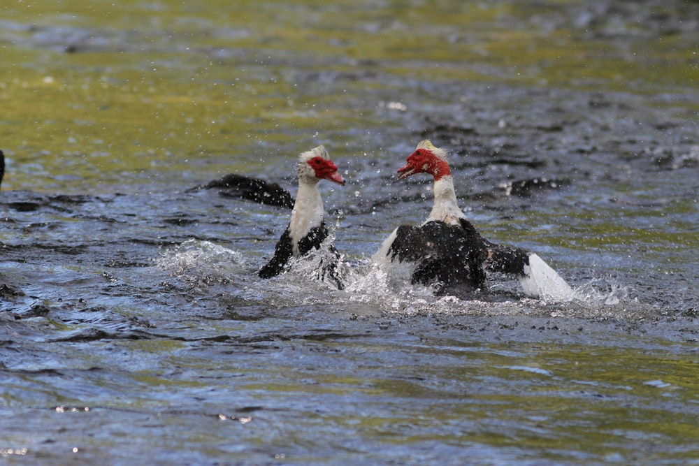 a couple of ducks are swimming in the water