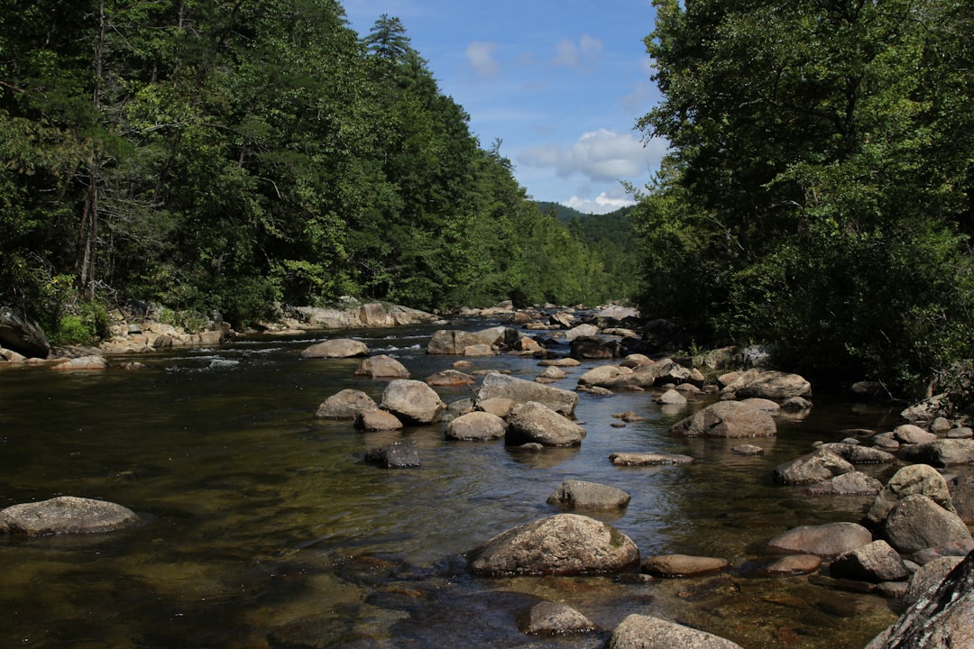 a river running through a lush green forest, The stream at Brown Mountain Beach in North Carolina.