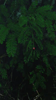 A dense cluster of wild green leaves with a single red ladybug crawling across.