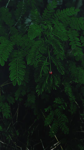A dense cluster of wild green leaves with a single red ladybug crawling across.