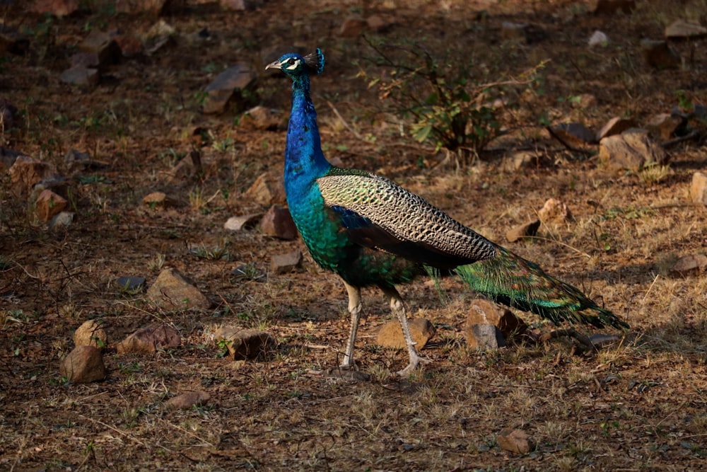 a peacock standing on top of a dry grass field