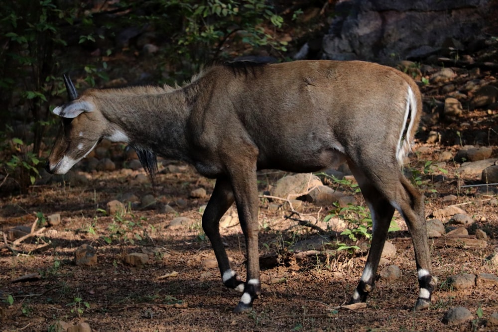 an antelope standing in the middle of a forest