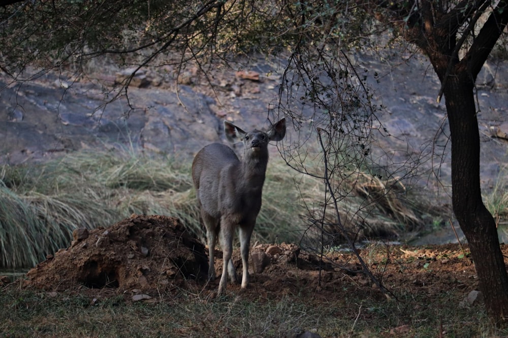 a deer standing next to a tree in a forest