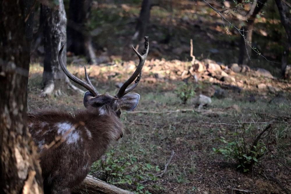 a deer with antlers standing in the woods