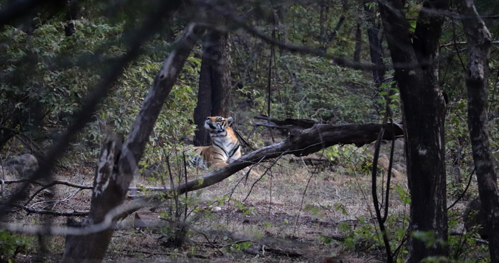 a tiger sitting on top of a tree branch in a forest