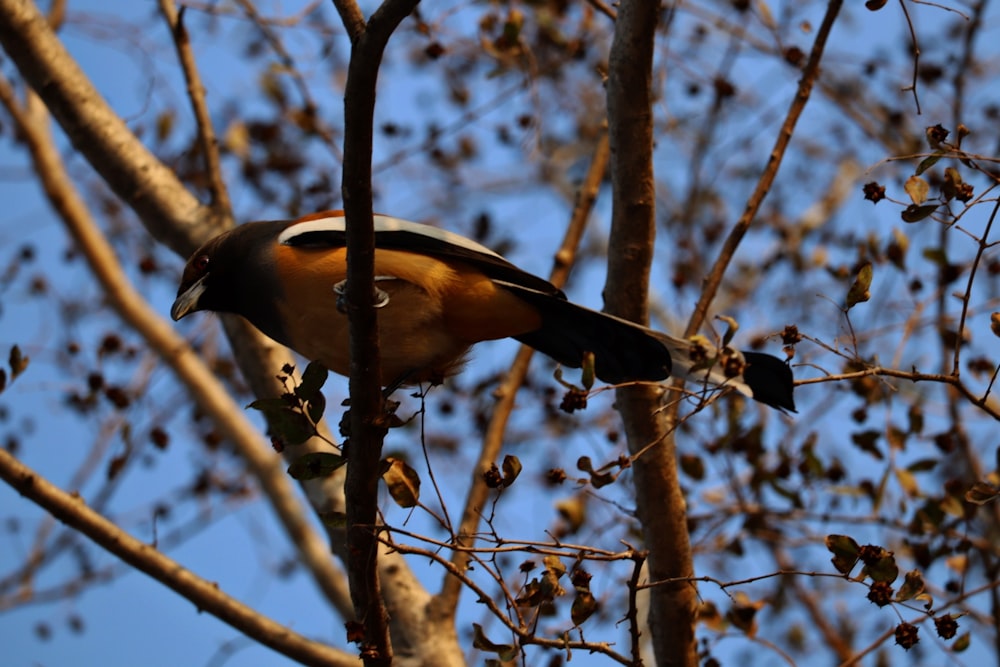 a bird is perched on a tree branch