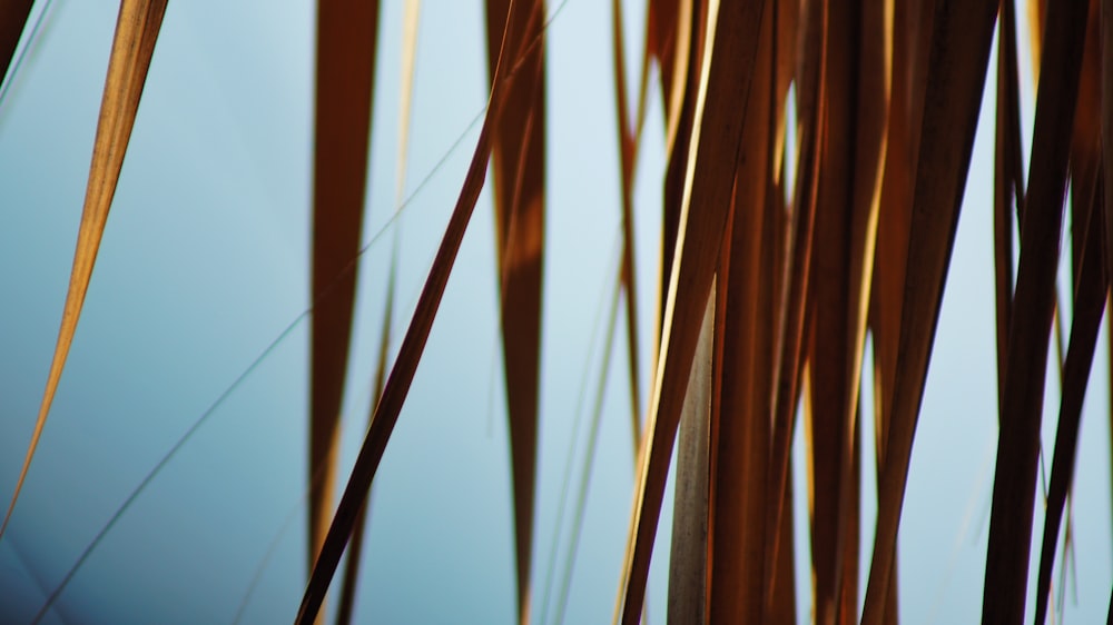 a close up of a bunch of tall grass