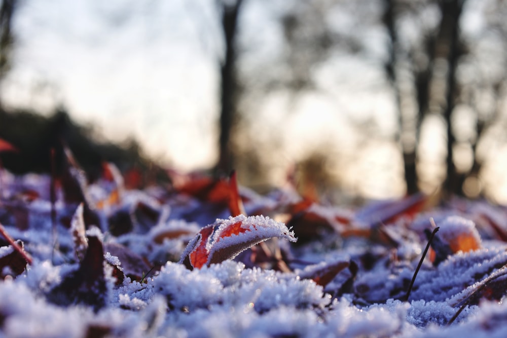 a field of snow covered grass with trees in the background