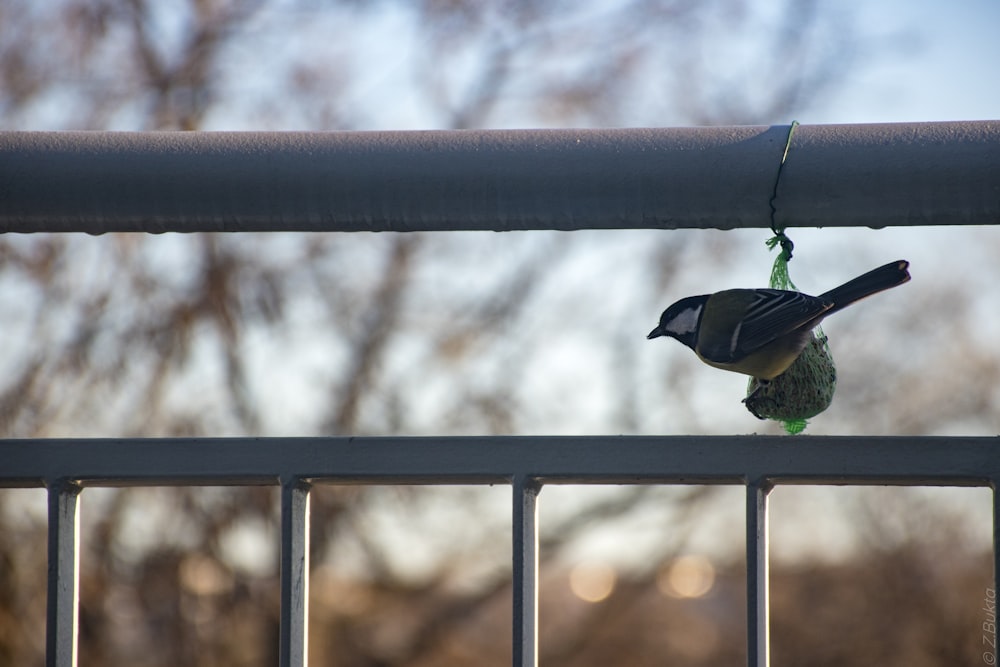 a small bird perched on top of a metal fence