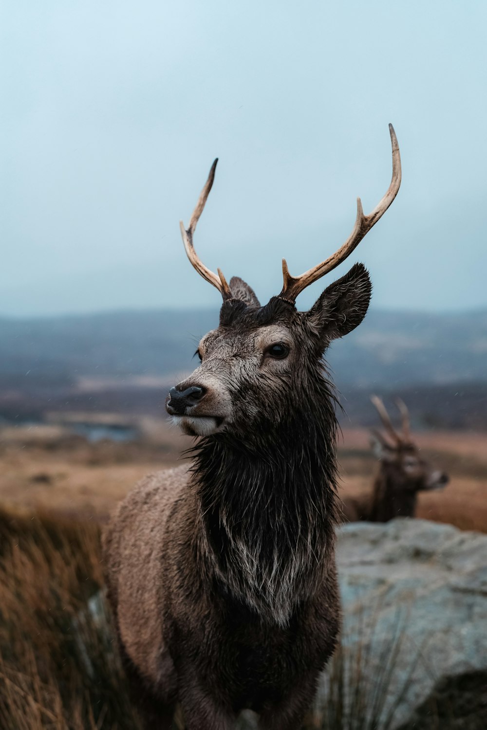 a close up of a deer with antlers on it's head