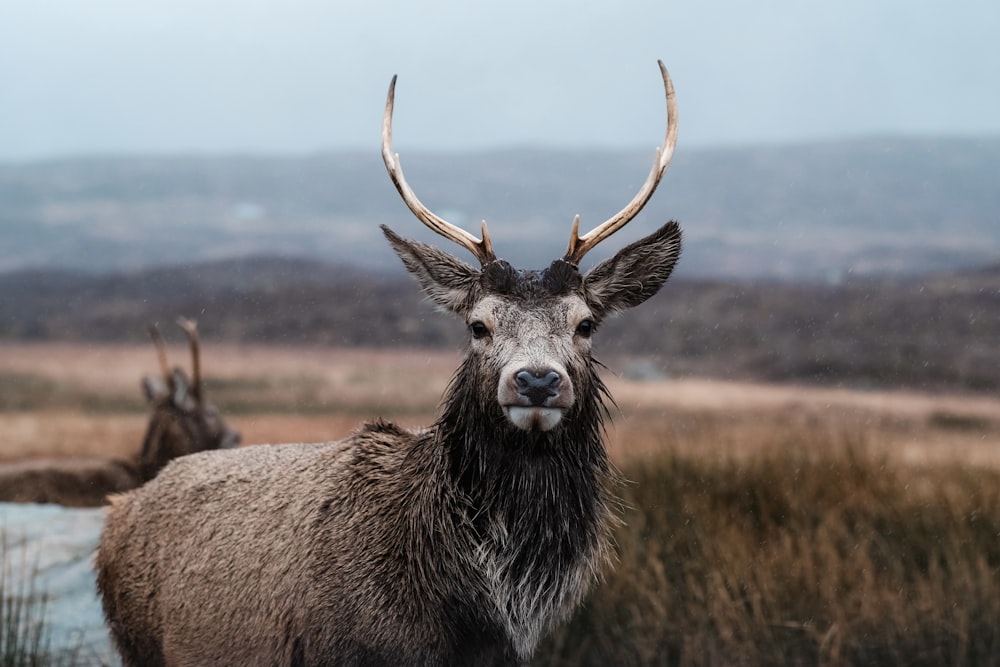 a close up of a deer with horns near a body of water