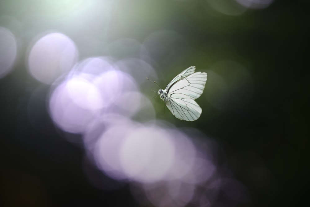 a white butterfly flying through the air