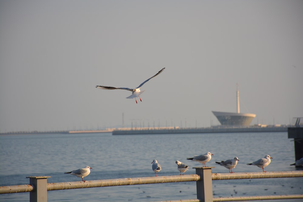 a flock of seagulls standing on a pier next to a body of water