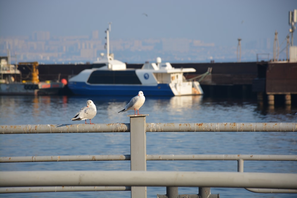 duas gaivotas estão sentadas em um trilho perto da água