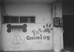 A black and white mural on a wall features a large graphic of a comb shaped like a bone above a simple line drawing of a dog. The words 'Pet Grooming' are prominently displayed next to a large paw print. The wall has a small window with bars, and there is some plumbing and an electrical box on the right.