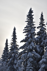 a group of trees covered in snow with a sky background
