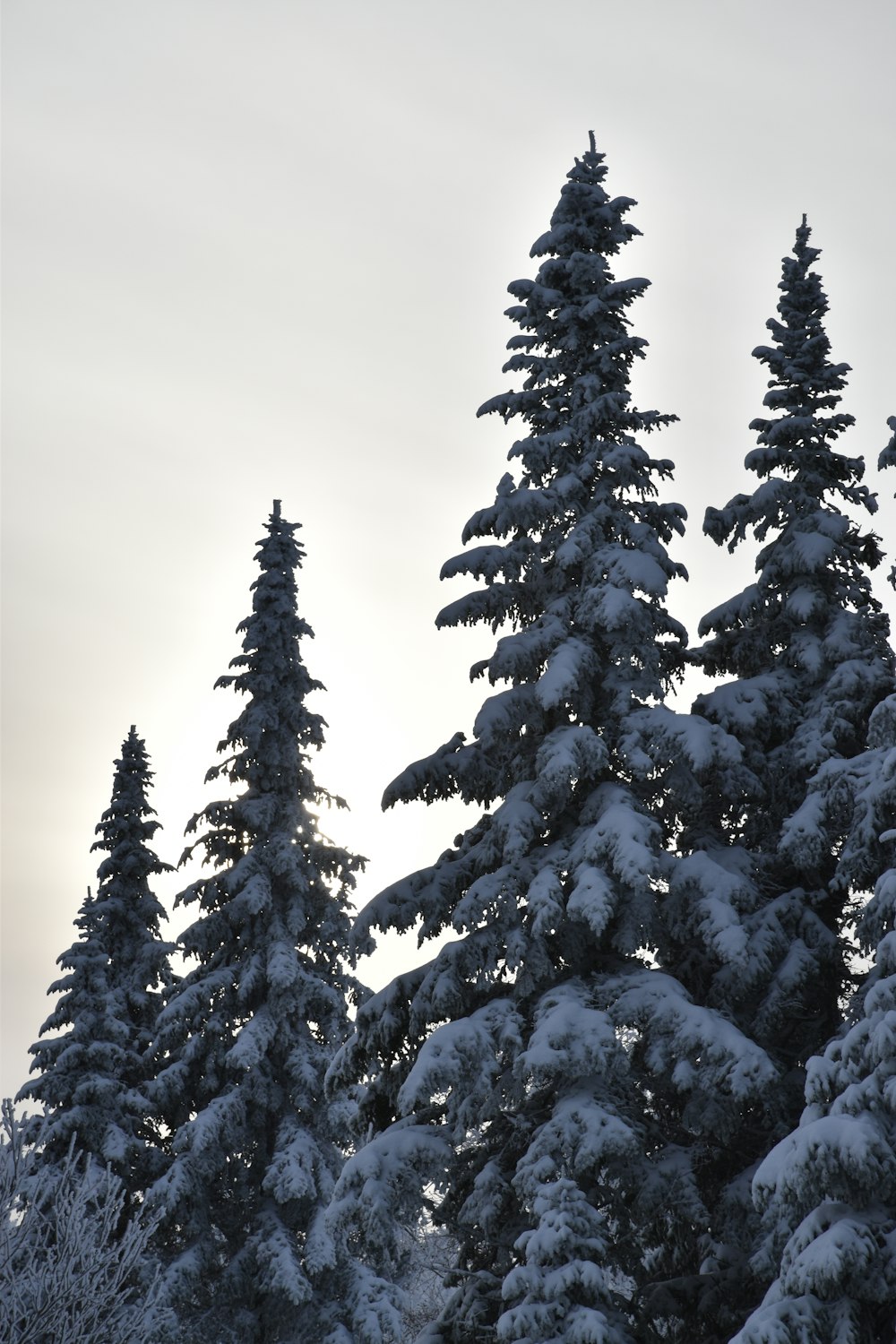 Eine Gruppe von Bäumen, die mit Schnee bedeckt sind, mit einem Himmelshintergrund