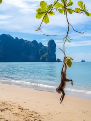 A monkey playfully swings from a lush green branch over a sandy beach with a serene ocean in the background. Limestone cliffs rise majestically in the distance under a bright blue sky.