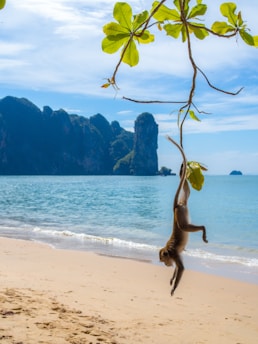 A monkey playfully swings from a lush green branch over a sandy beach with a serene ocean in the background. Limestone cliffs rise majestically in the distance under a bright blue sky.