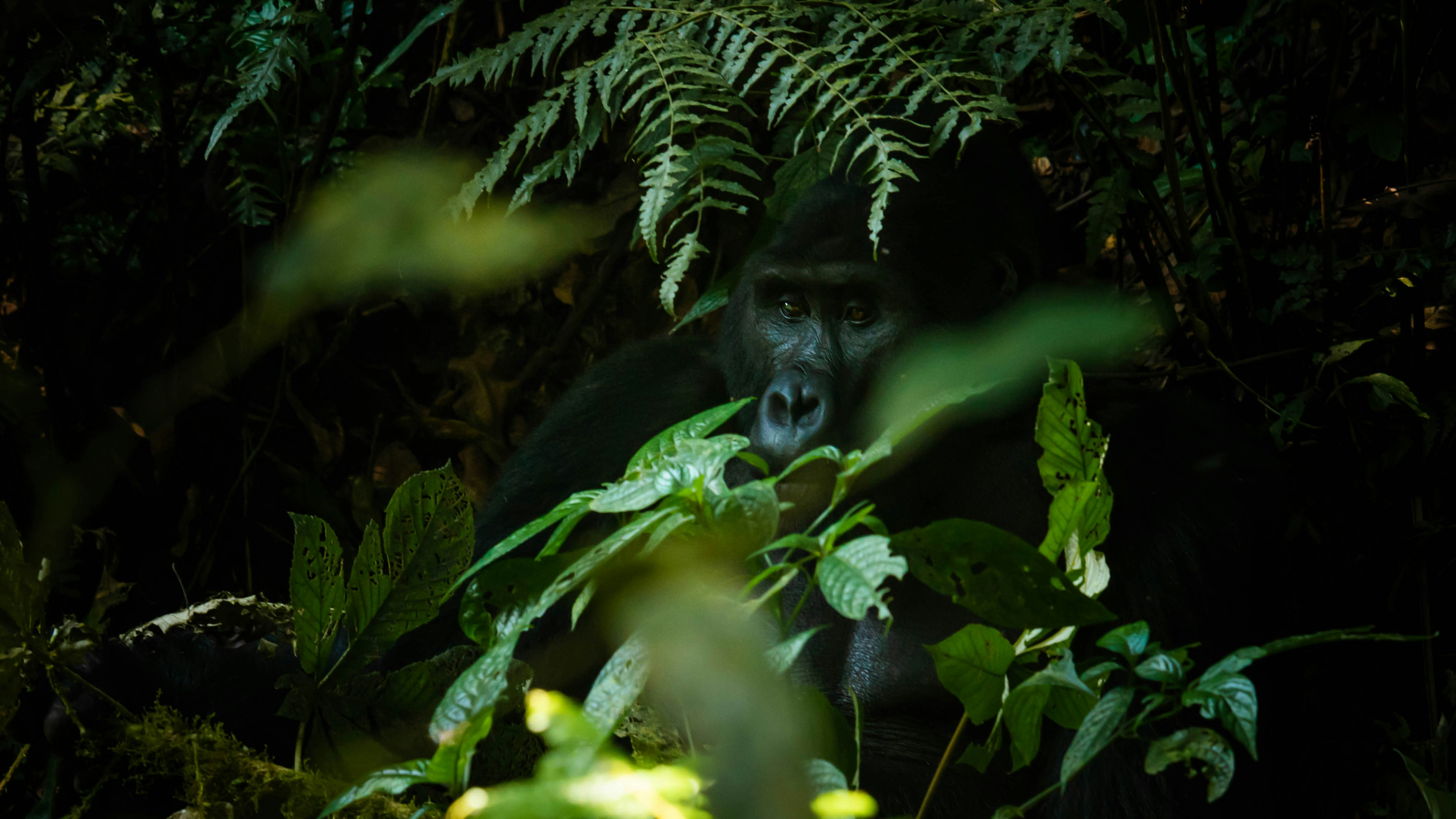 Mountain Gorilla