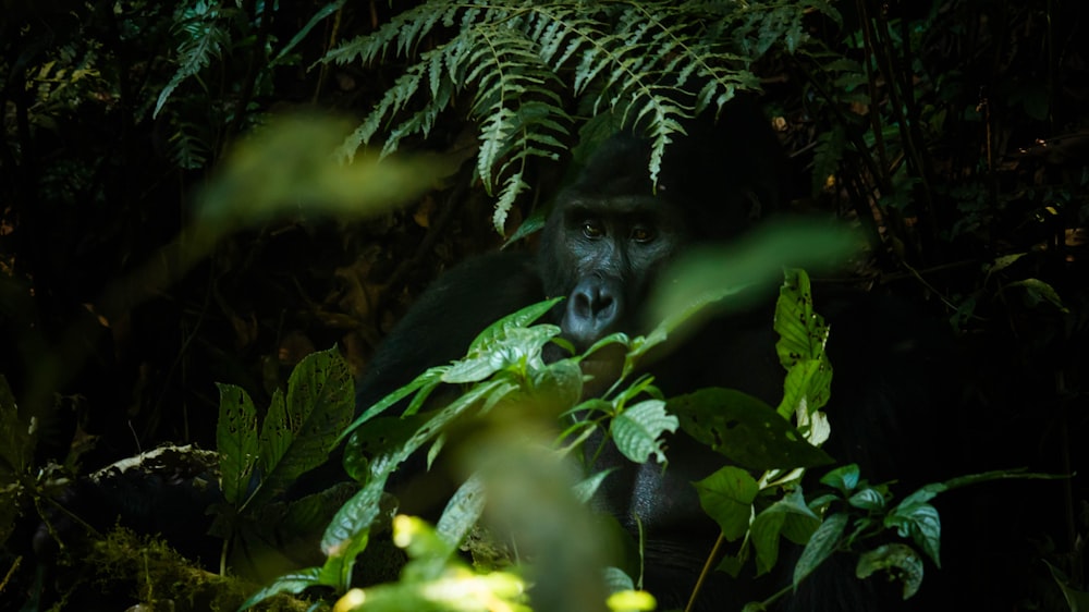 a gorilla standing in the middle of a lush green forest