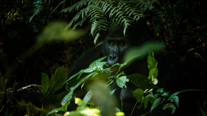 Mountain gorilla in Bwindi Impenetrable Forest