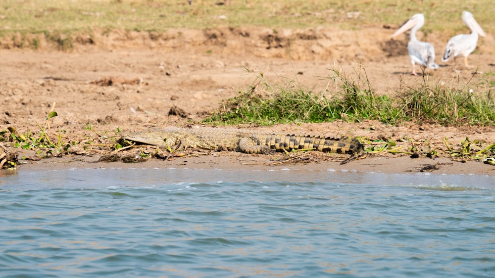 a large alligator sitting on the edge of a body of water