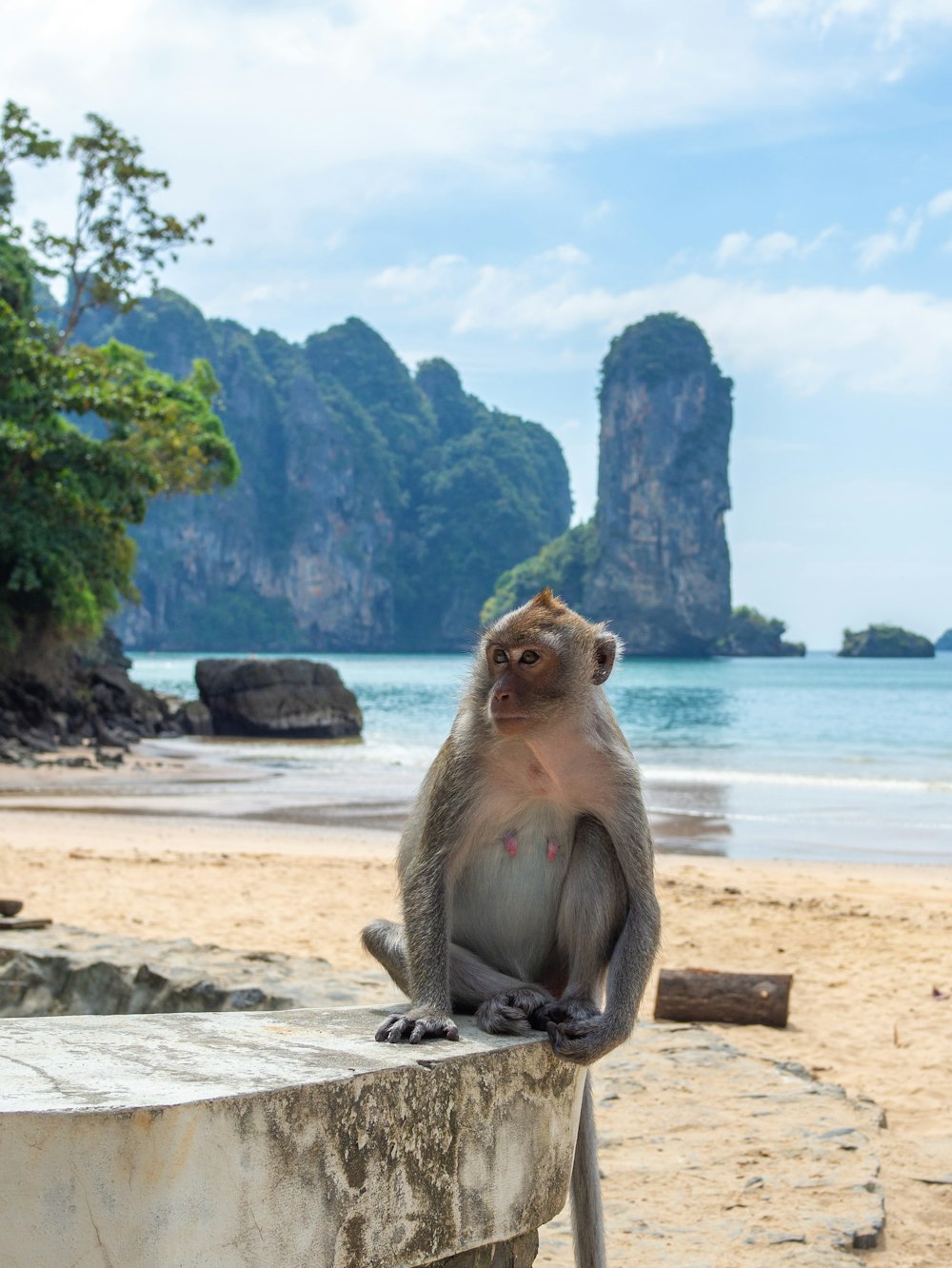 a monkey is sitting on a rock at the beach