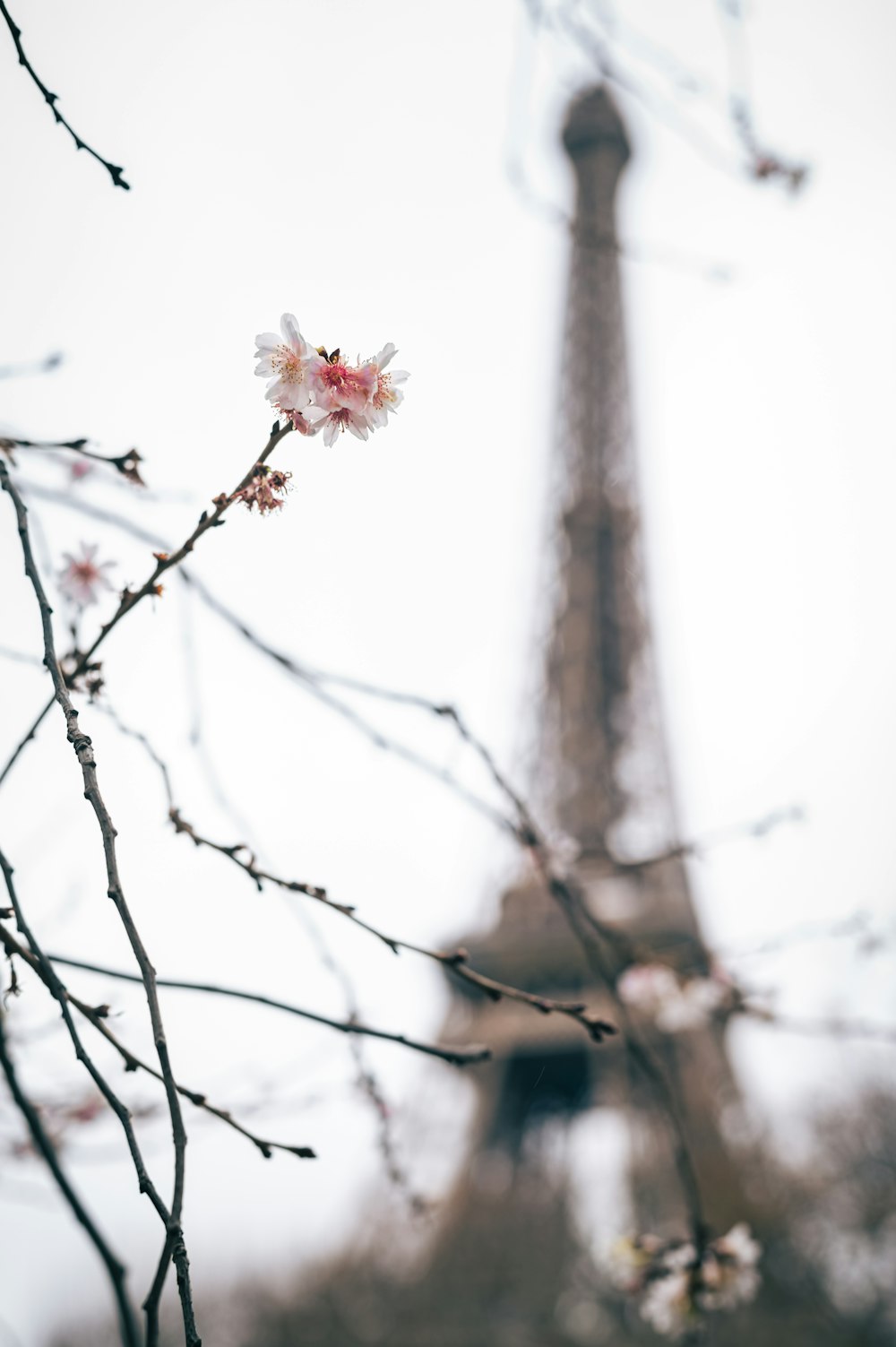 the eiffel tower is in the background of the tree branches