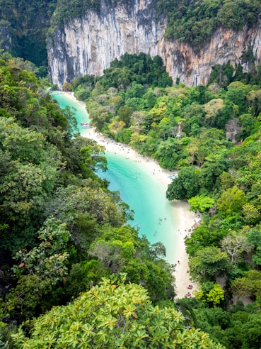 A serene coastal scene with turquoise water bordered by lush, green rainforest and tall, steep cliffs. The sandy beach is dotted with people enjoying the natural surroundings.