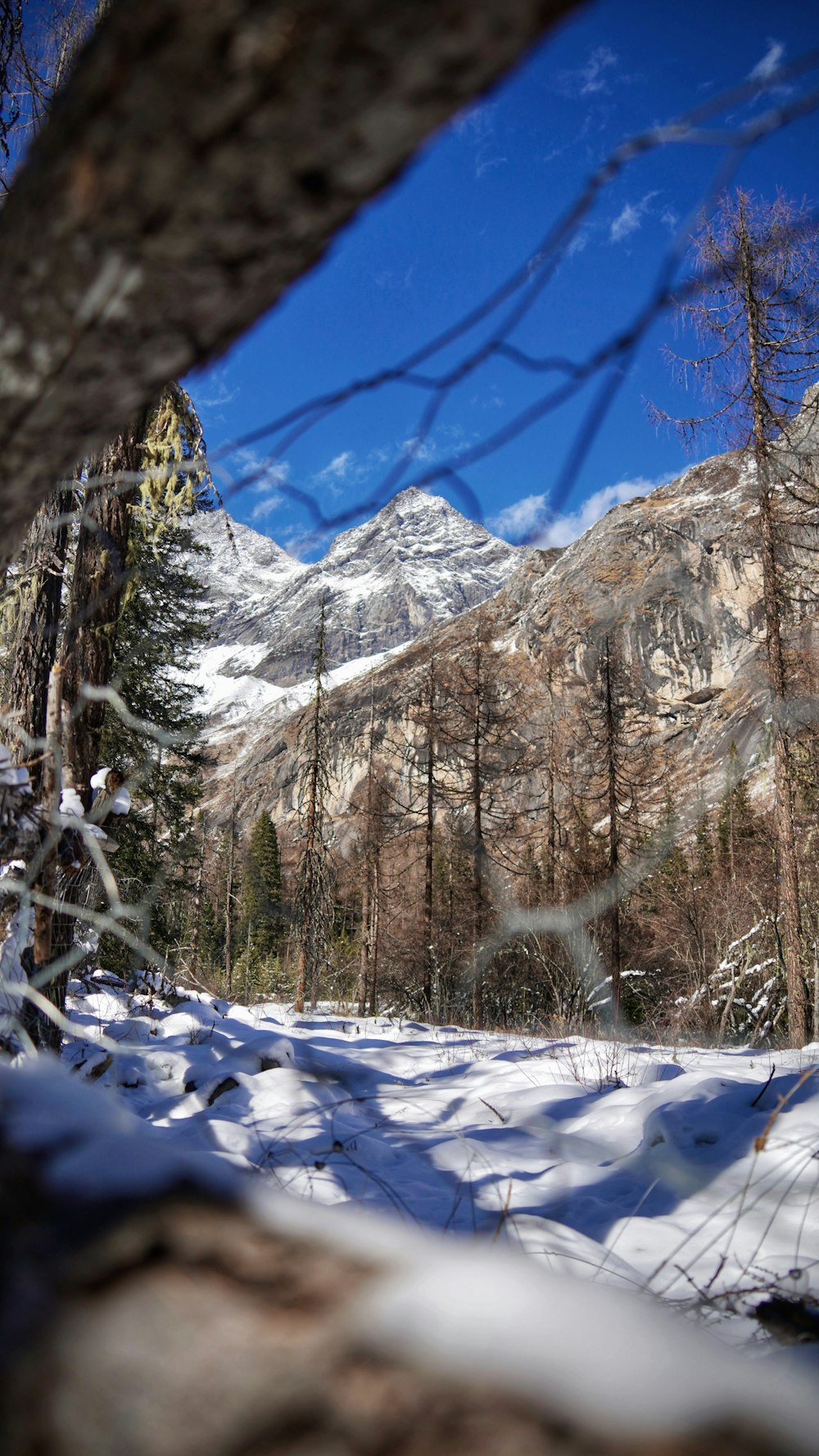 a snow covered forest with a mountain in the background