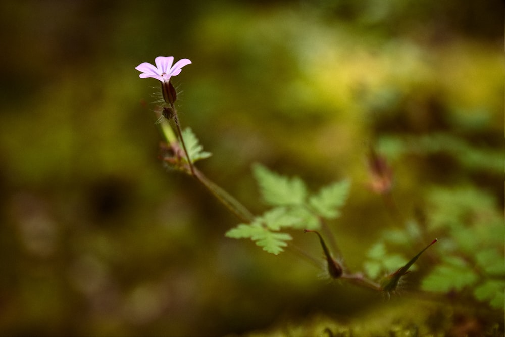 a small pink flower sitting on top of a green plant