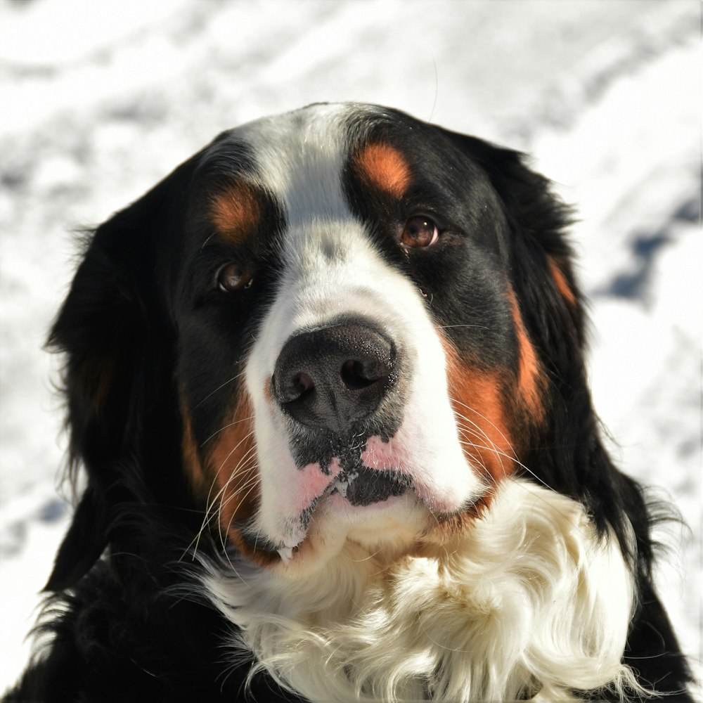 a close up of a dog in the snow