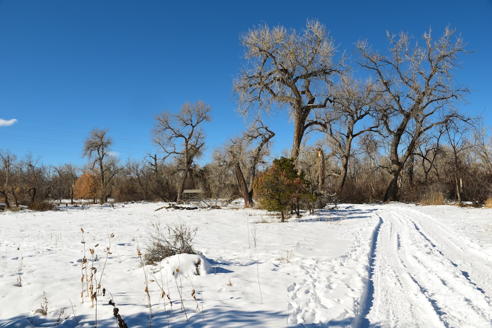 a snow covered field with trees in the background