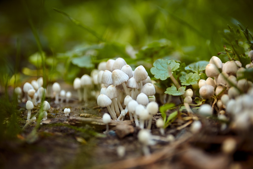 a group of small white mushrooms growing on the ground