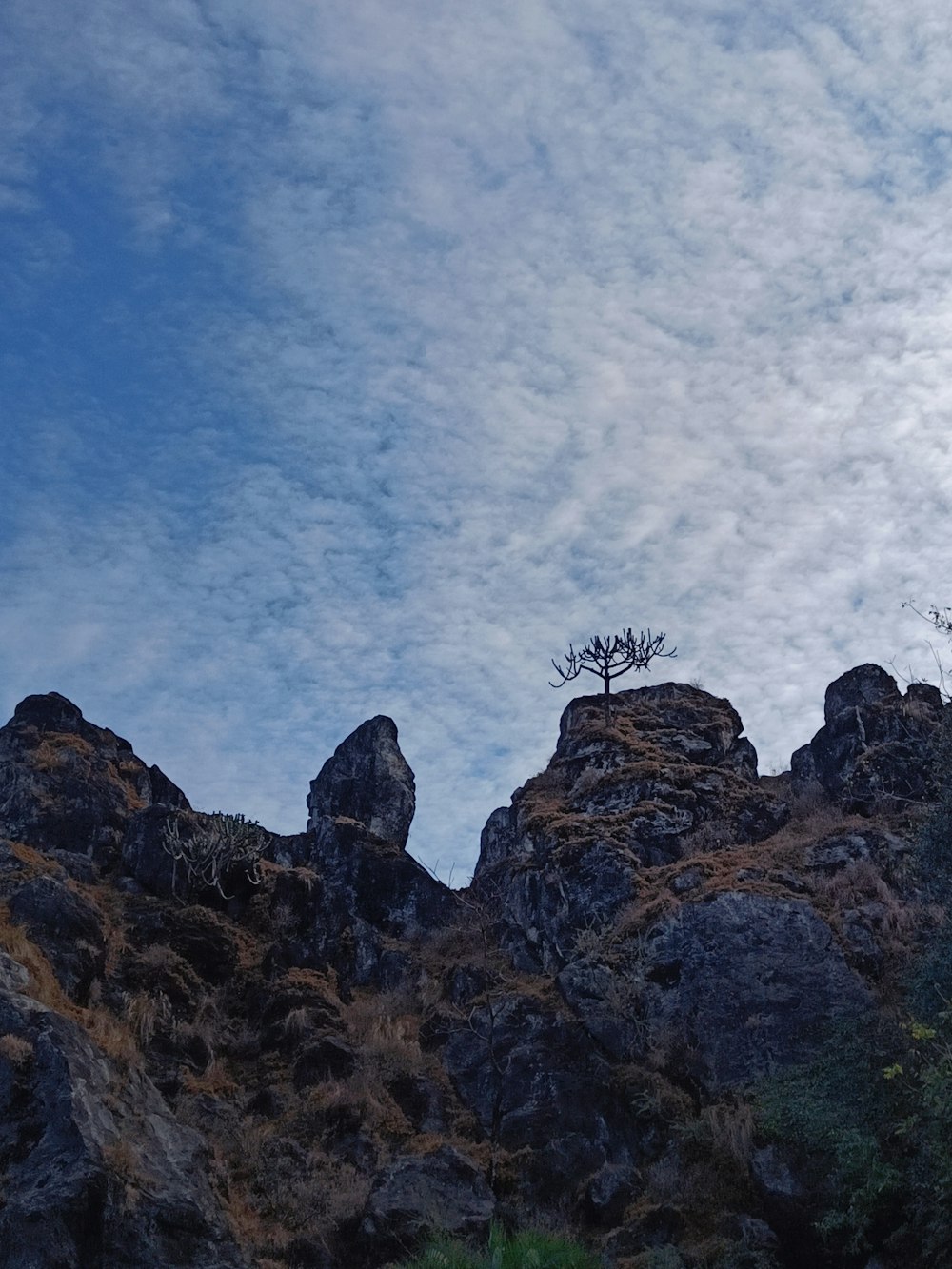 a lone tree on top of a rocky hill