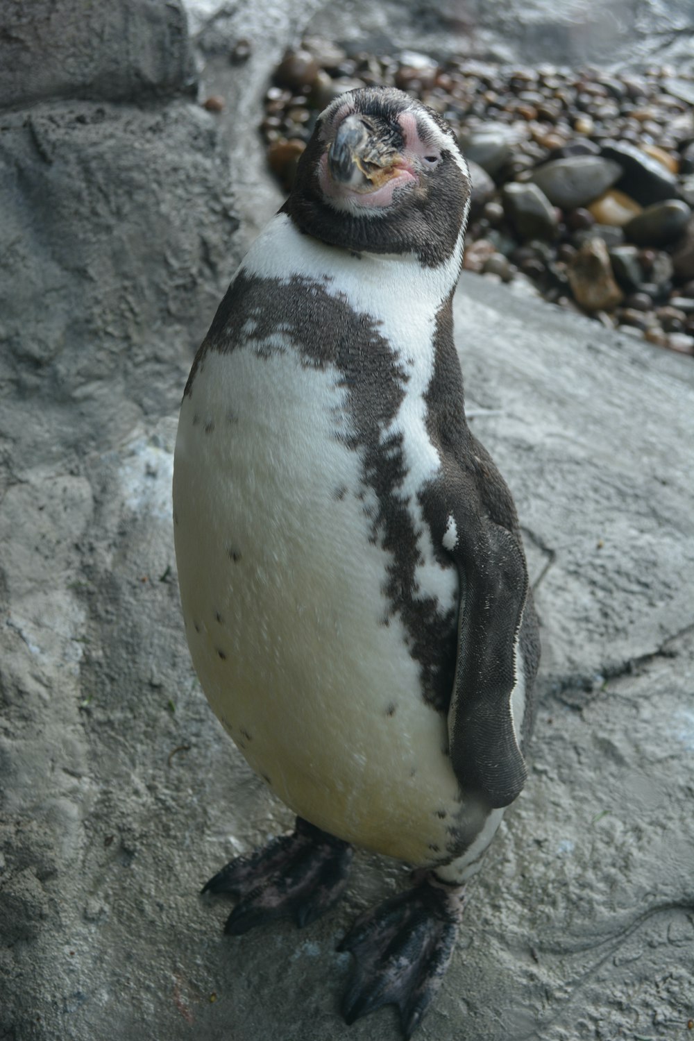 a small penguin standing on a rock next to a pile of rocks
