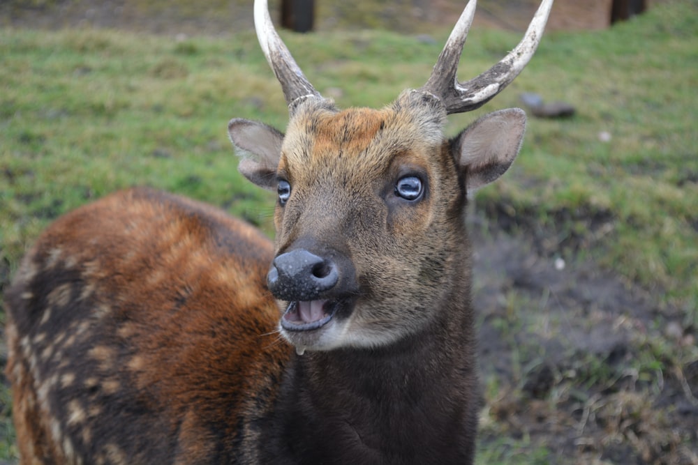 a close up of a deer with very large horns