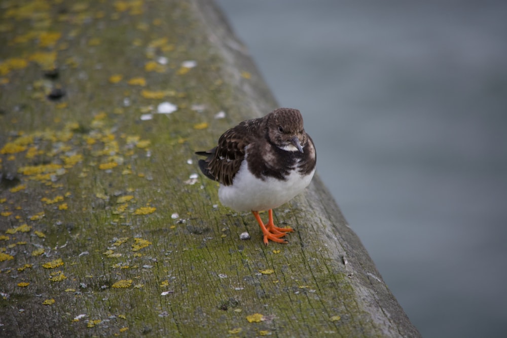 a small bird standing on a wooden ledge