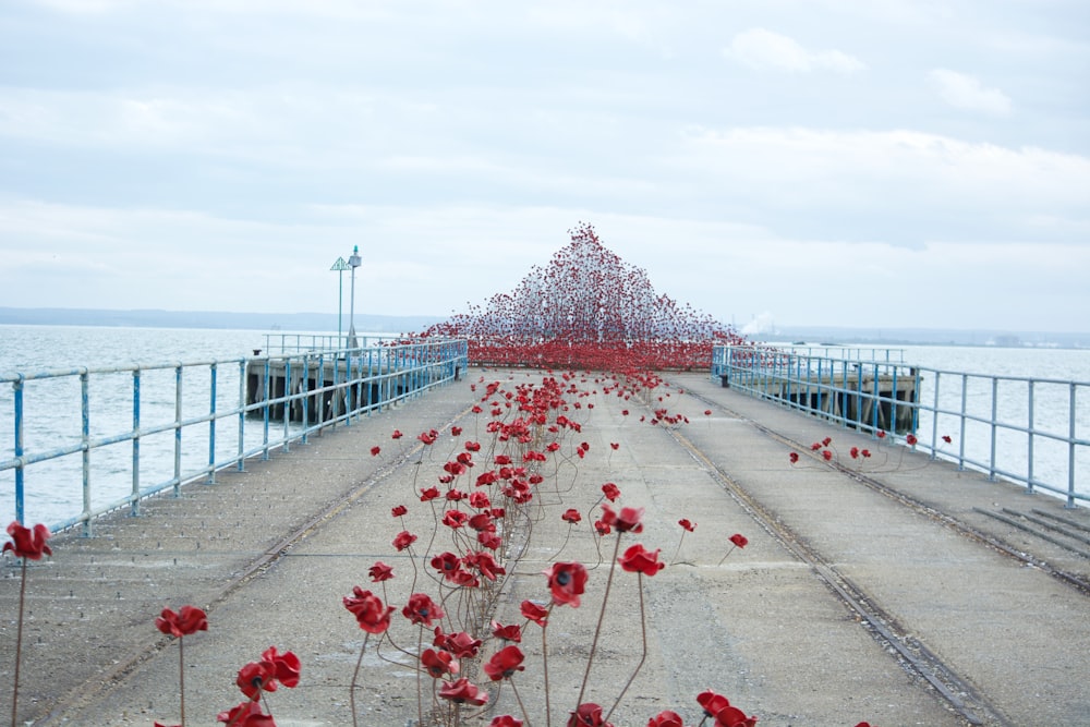 a bunch of red flowers that are on a pier