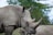 A close-up of a one-horned rhinoceros standing in the tall grasslands of Kaziranga National Park.
