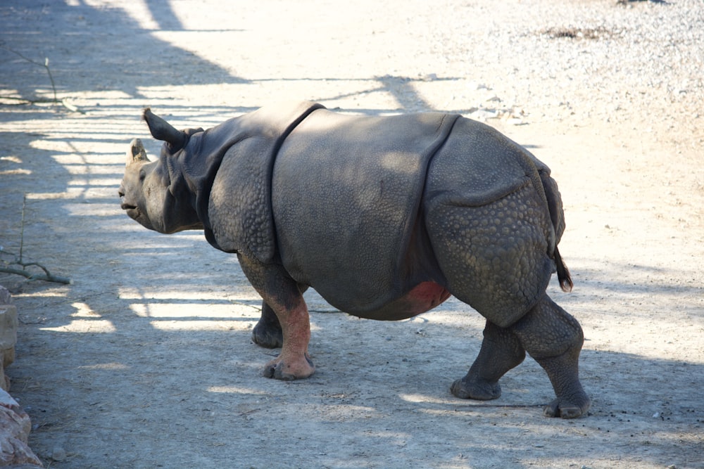 a rhinoceros walking down a dirt road next to a tree