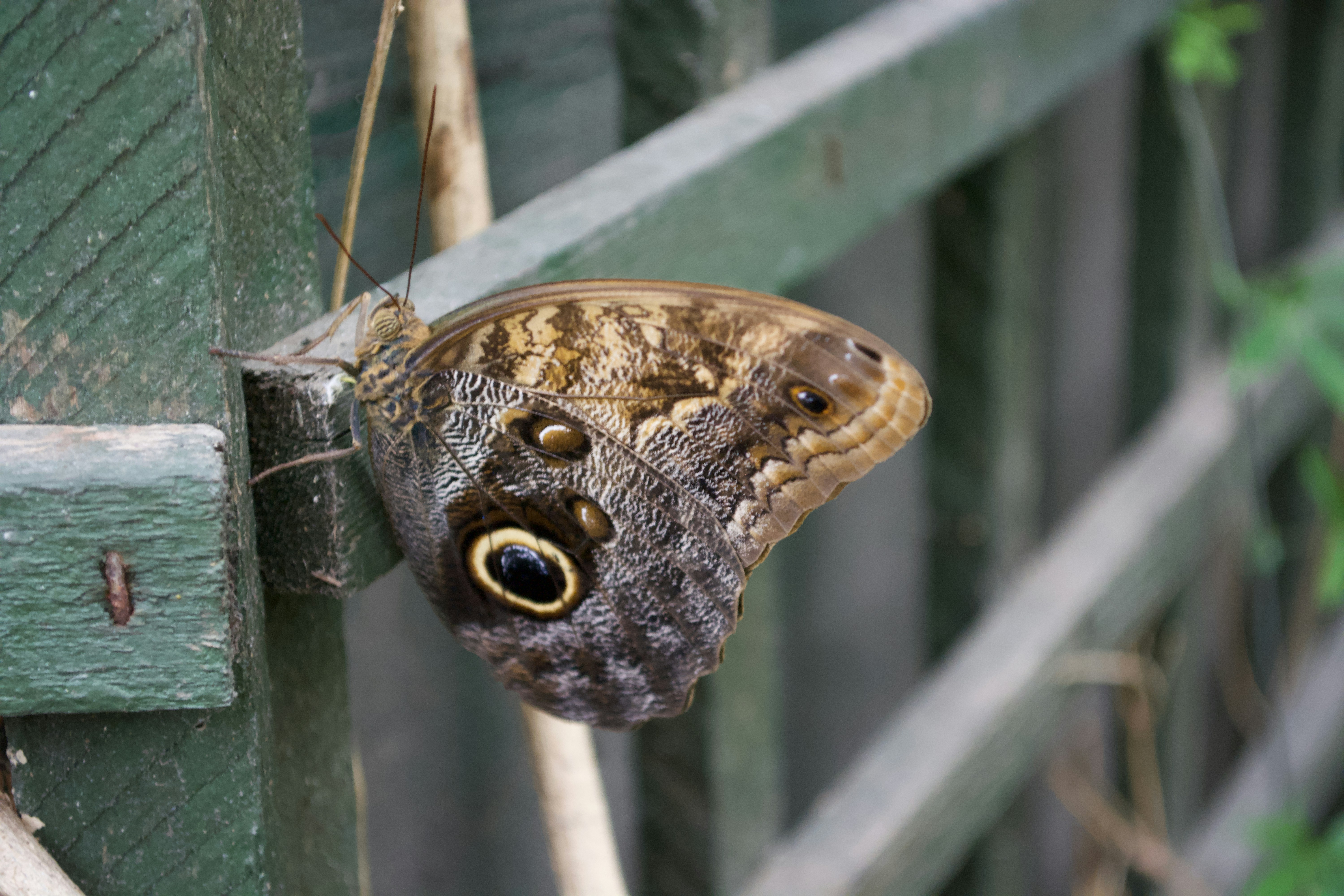 Photo by shaunrainer