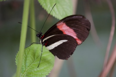 Close-up shot of a vibrant butterfly resting on a leaf, showcasing macro photography skills.