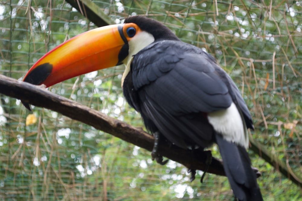 a toucan perched on a branch with a colorful beak